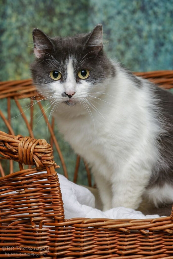 Cat Room Assistant