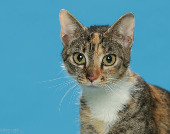 Orange County Animal Shelter - Orange County Virginia