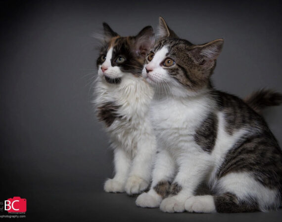 Orange County Animal Shelter - Orange County Virginia