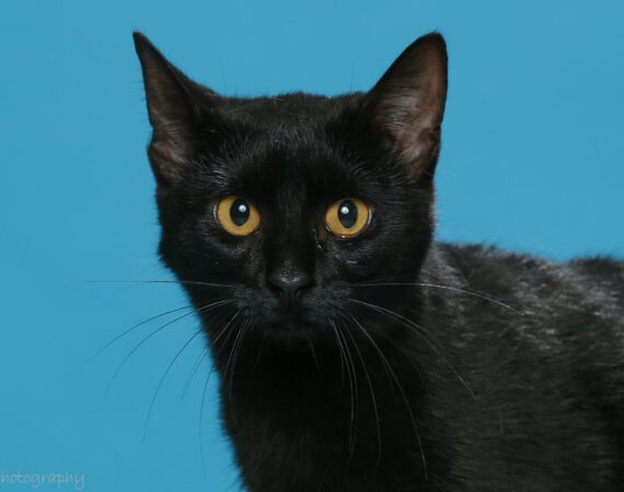 Orange County Animal Shelter - Orange County Virginia