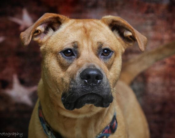 Orange County Animal Shelter - Orange County Virginia