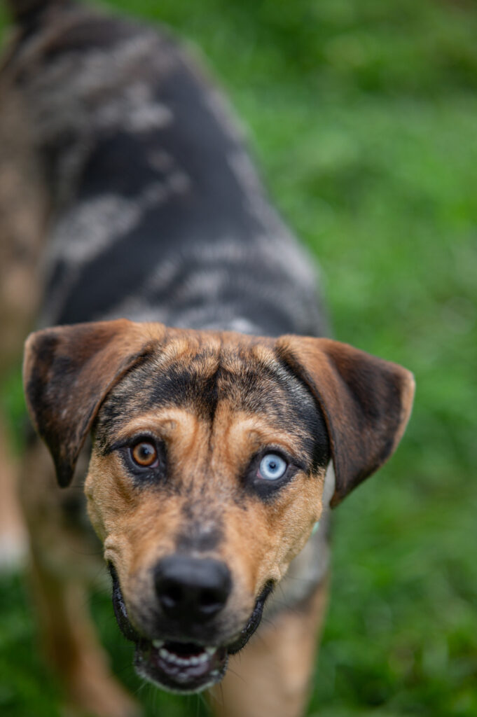 Griffin - a male Catahoula Leopard Dog