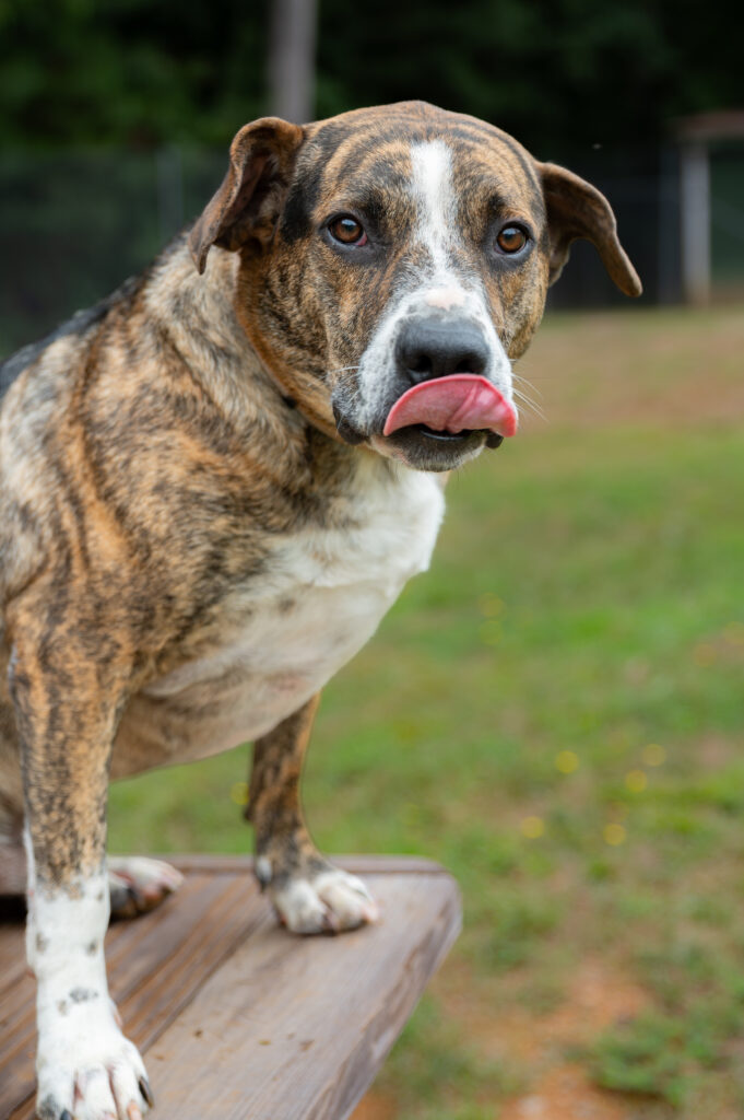 Humphrey - A male Pit Bull Terrier & German Shepherd Dog Mix