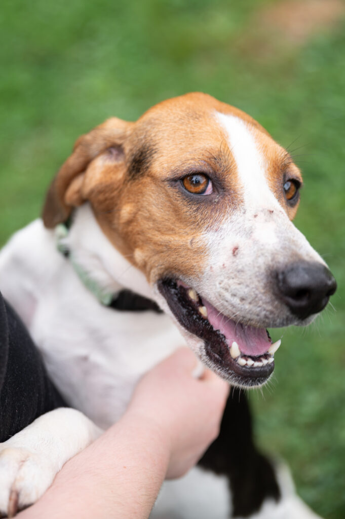 Jackie - A female Hound breed