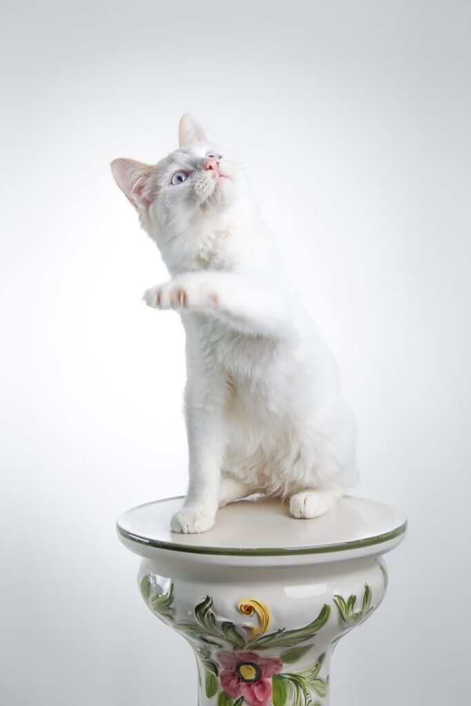 A white cat playing on a pedestal